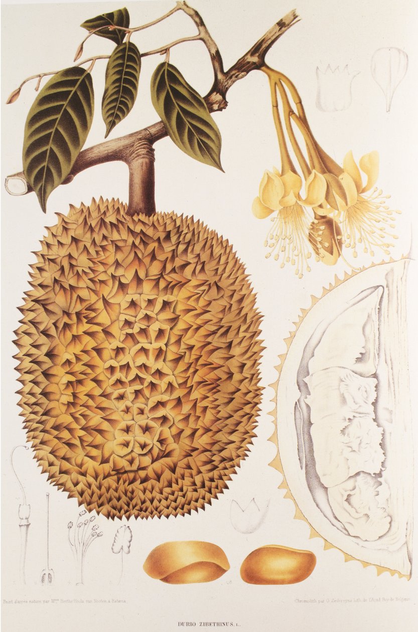 Durio zibethinus/Durian door Unbekannt