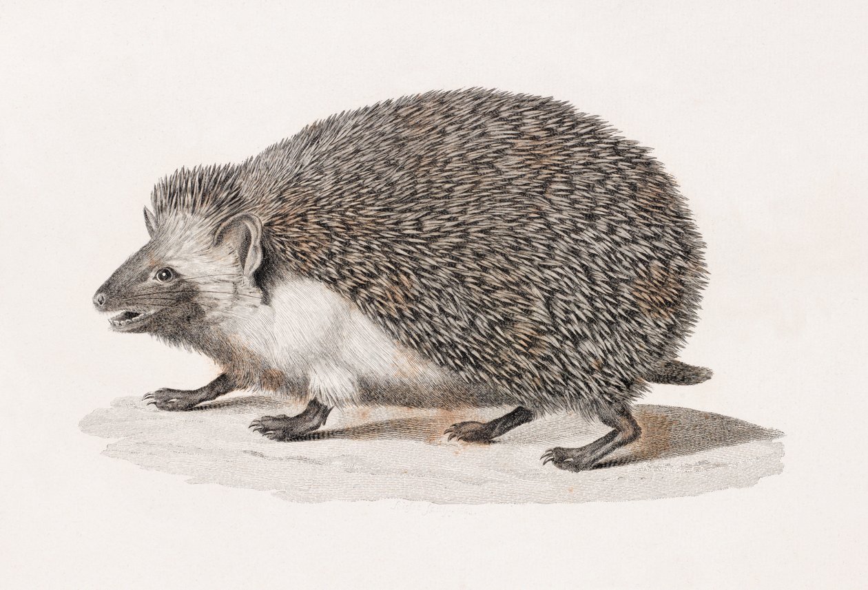 Oorige egel door Unbekannt