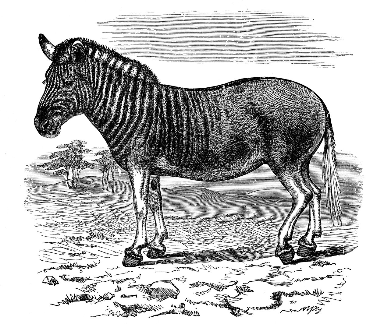 Gravure van een Quagga, 1893 door Unbekannt