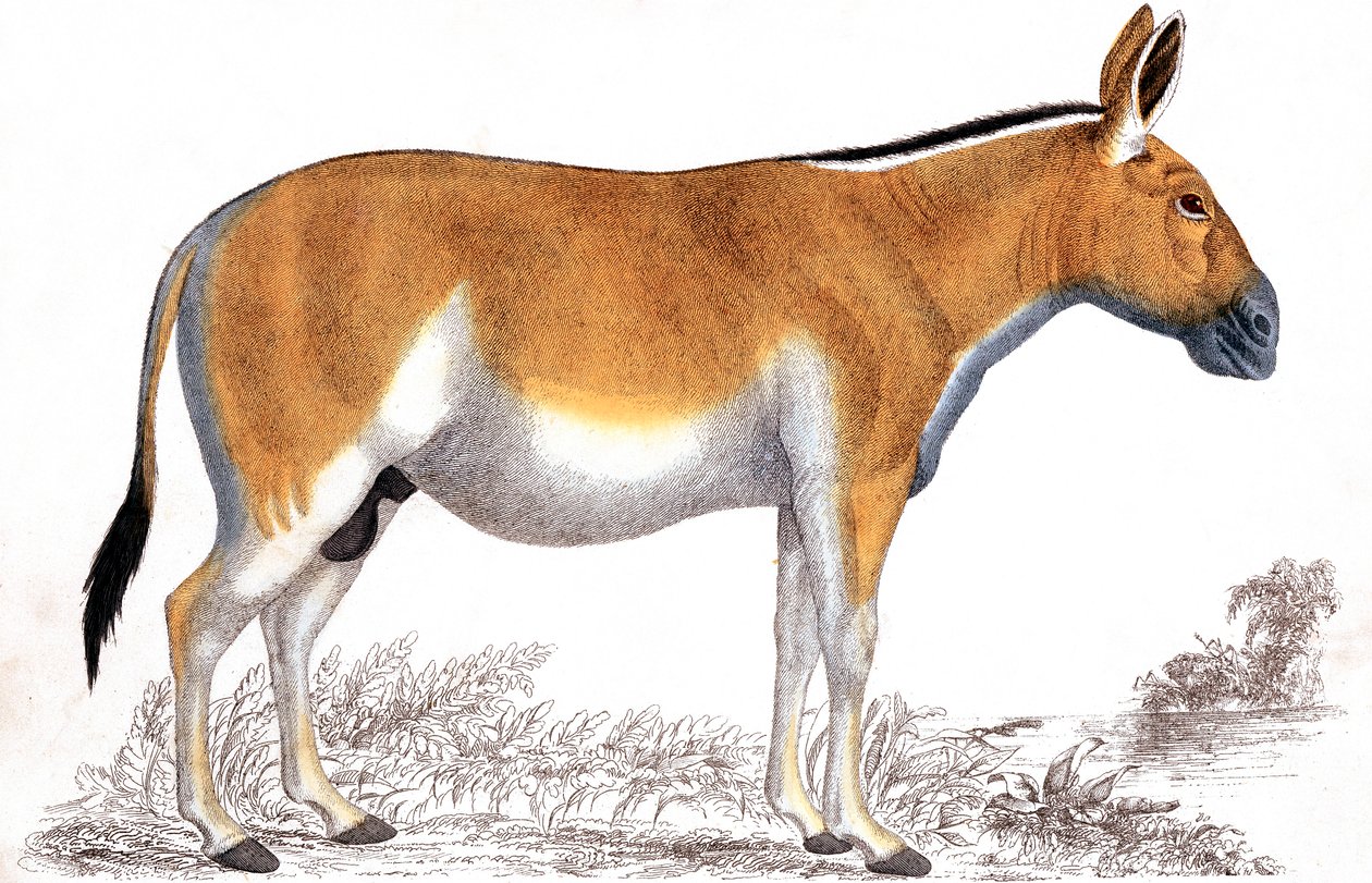 Gravure van een Quagga door Unbekannt