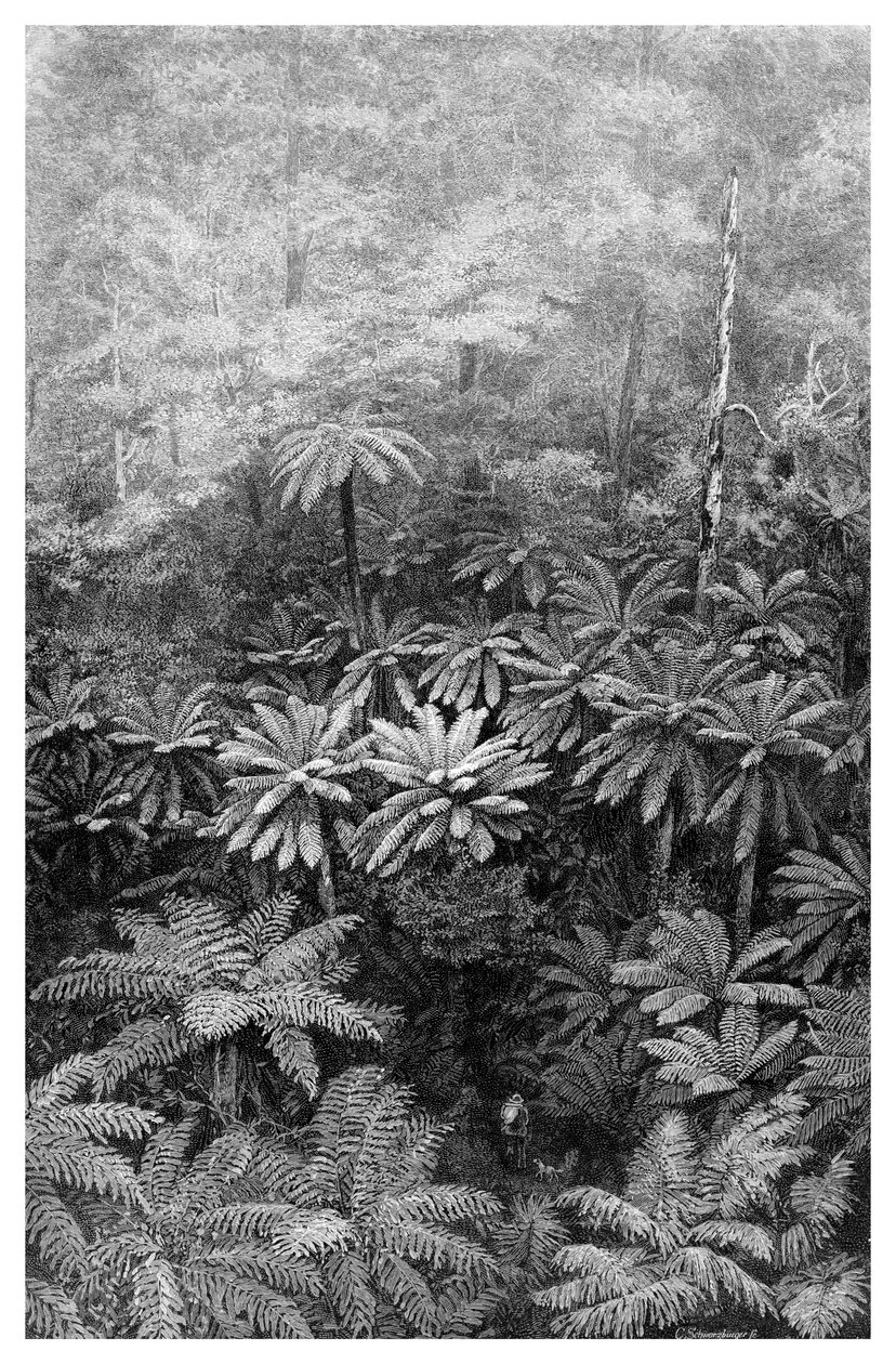 Fern Tree Gully, Australië, 1886 door Unbekannt