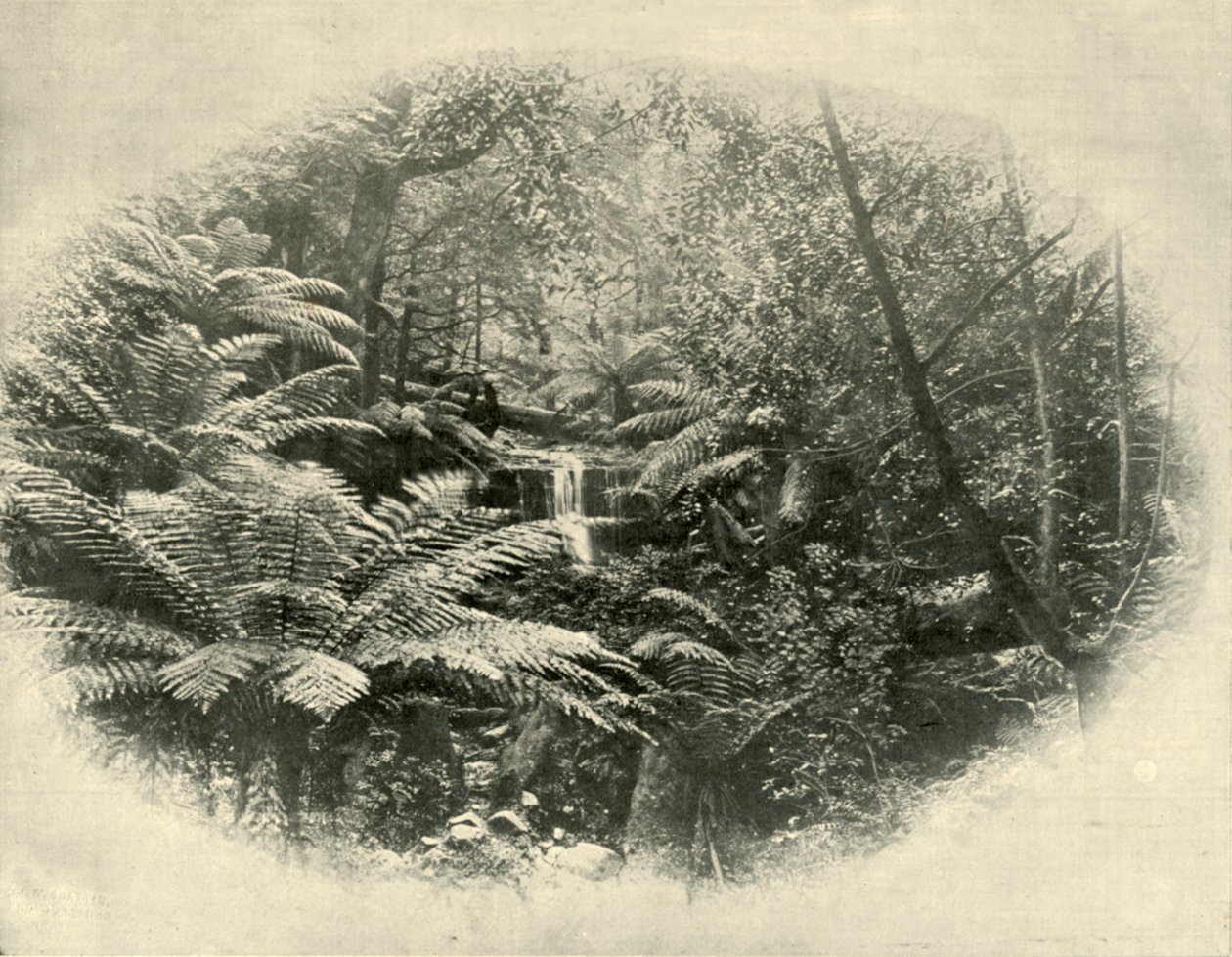 Fern Tree Gully, Tasmanië, 1901 door Unbekannt