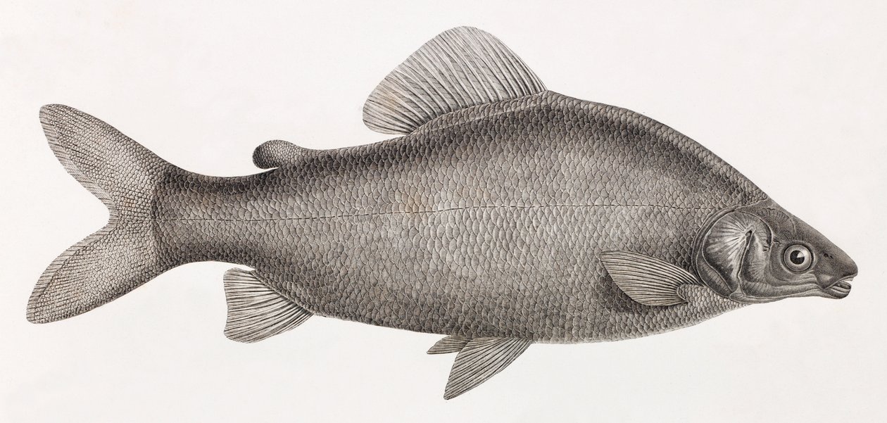 Vissen: Le Characin Nefasch door Unbekannt