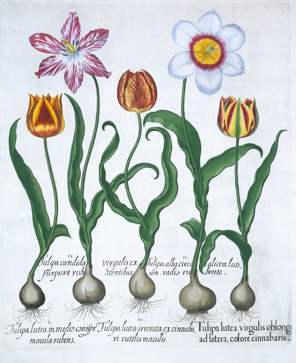 Vijf tulpen door Unbekannt