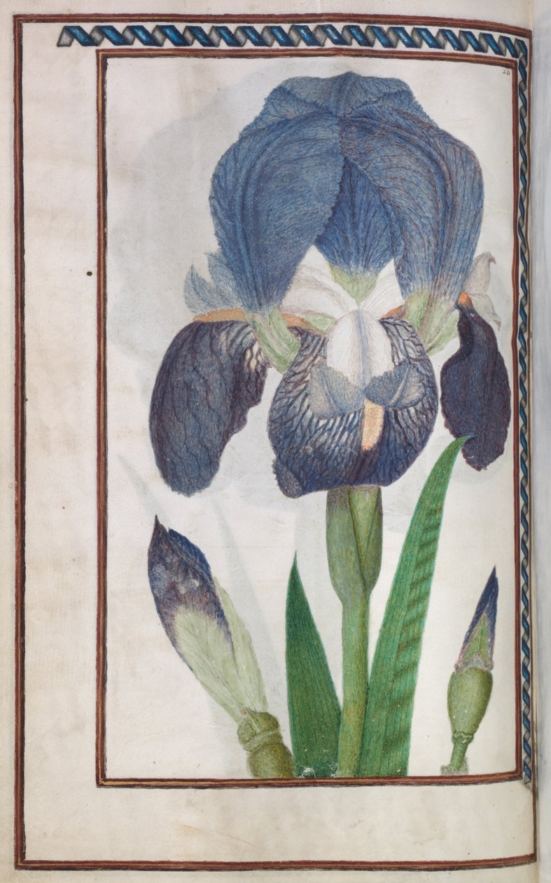 Florilegium, 1608 door Unbekannt