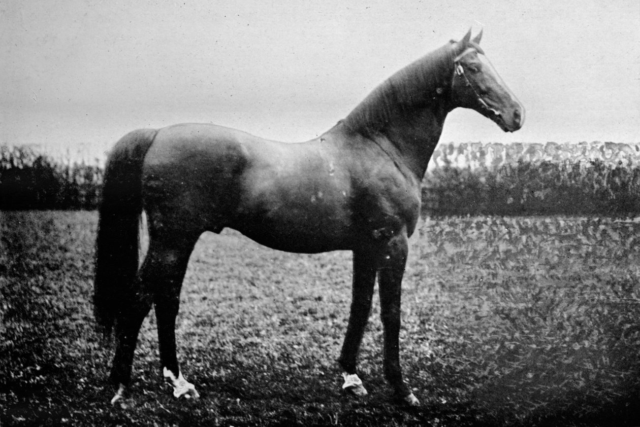 Florizel II, 1911 door Unbekannt