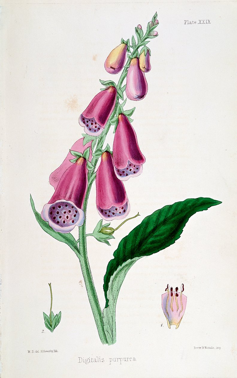 Vingerhoedskruid Digitalis purpurea, 19e eeuw door Unbekannt