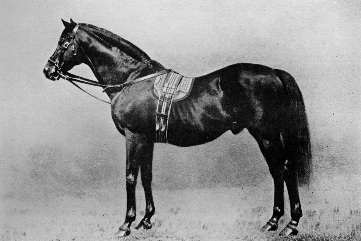 Galopin, 1872-1899, 1911 door Unbekannt