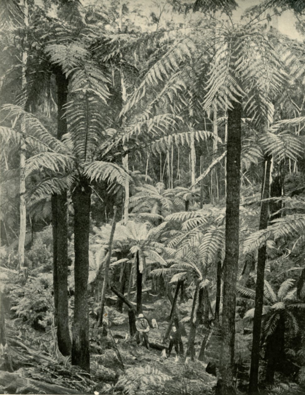 Reuzenvarens in Gembrook, 1901 door Unbekannt