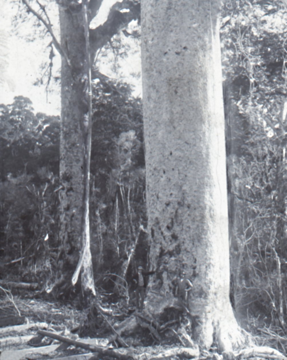 Grote Kauri-boom door Unbekannt