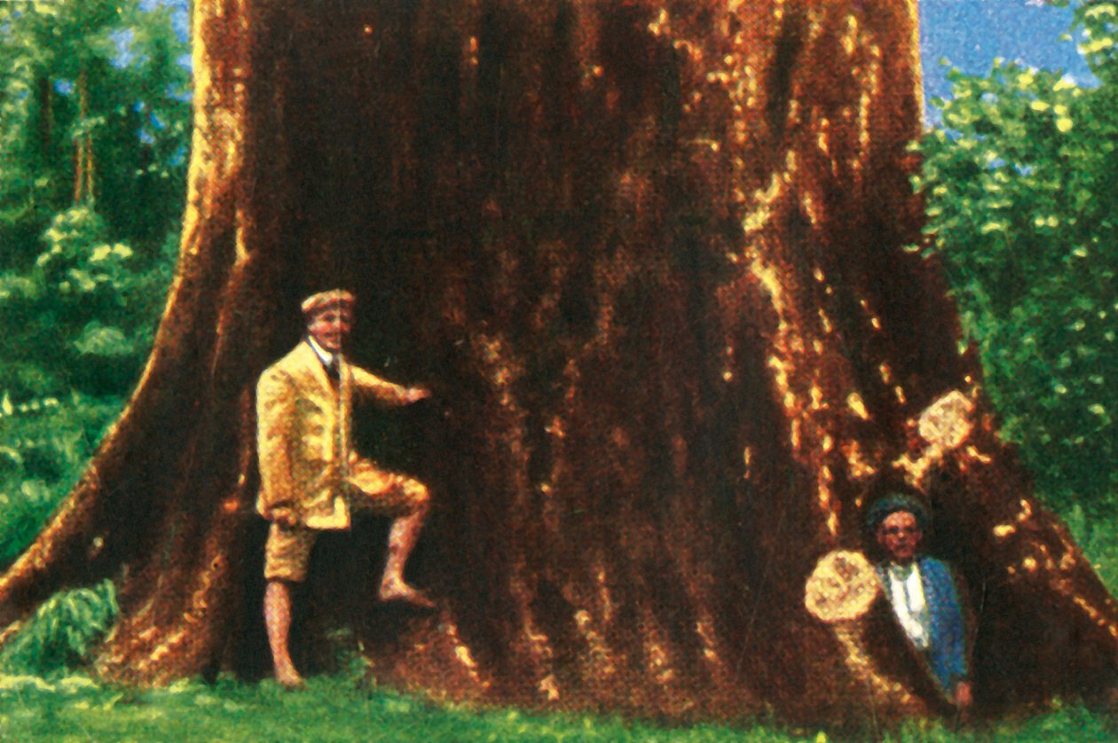 Reusachtige boom in Brazilië, ca. 1928 door Unbekannt