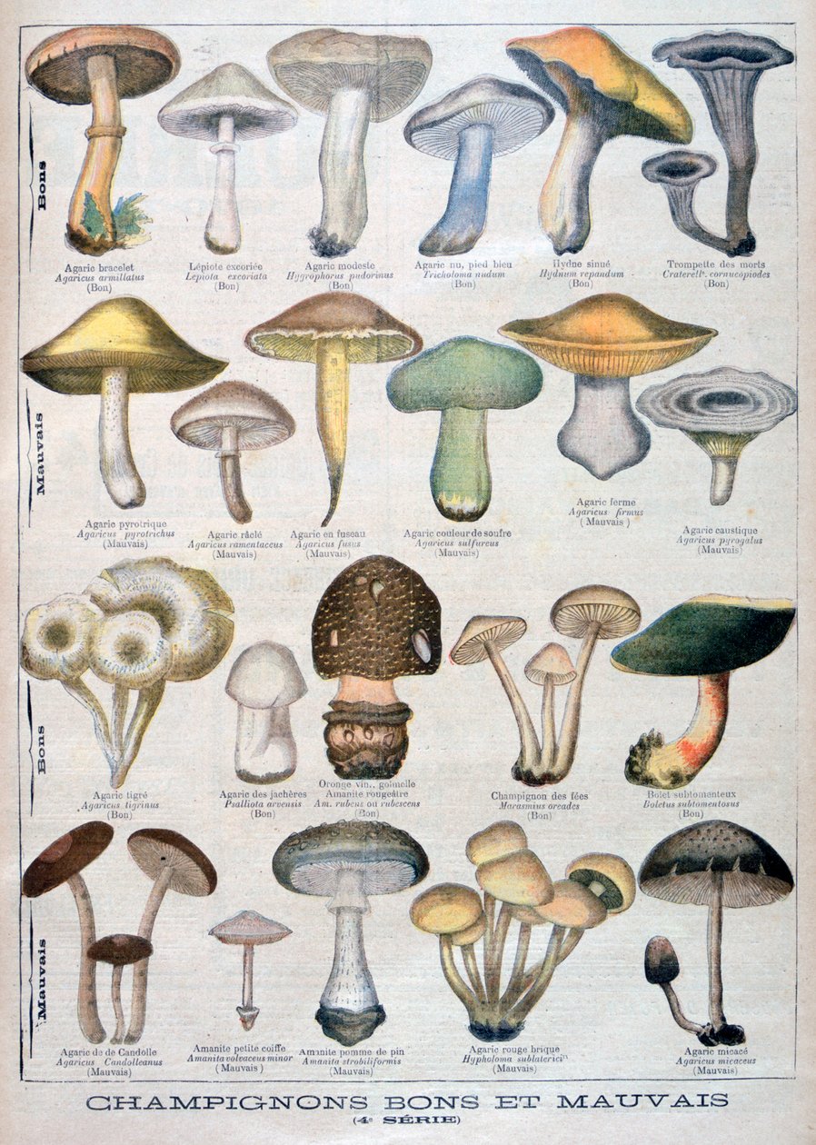 Goede en slechte paddenstoelen, 1896 door Unbekannt