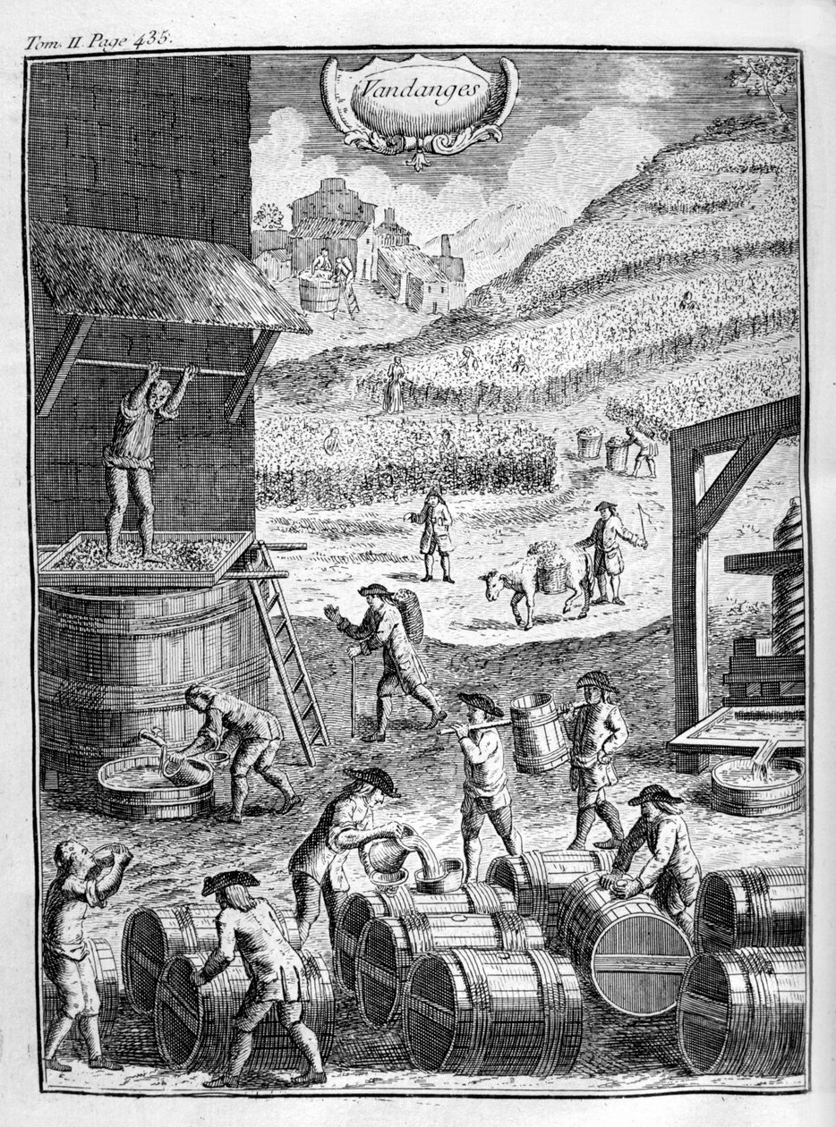 Druivenoogst, 1775 door Unbekannt