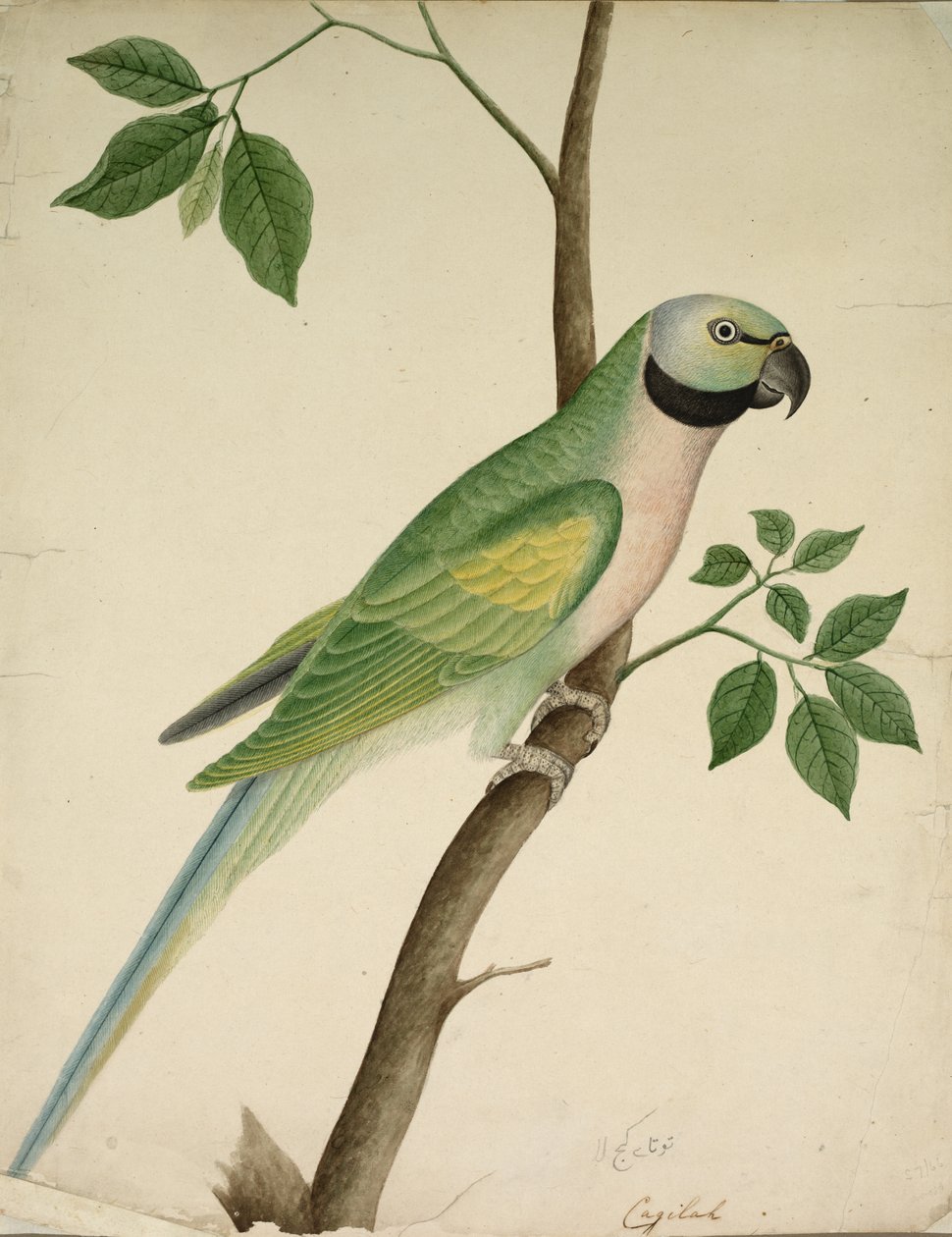 Groene papegaai, c. 1820 door Unbekannt