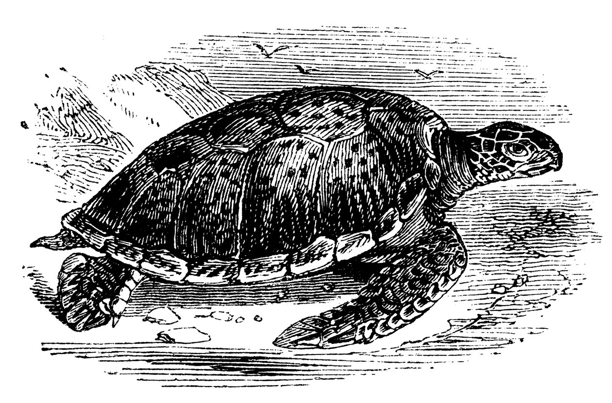Groene schildpad Chelone mydas, c1890 door Unbekannt