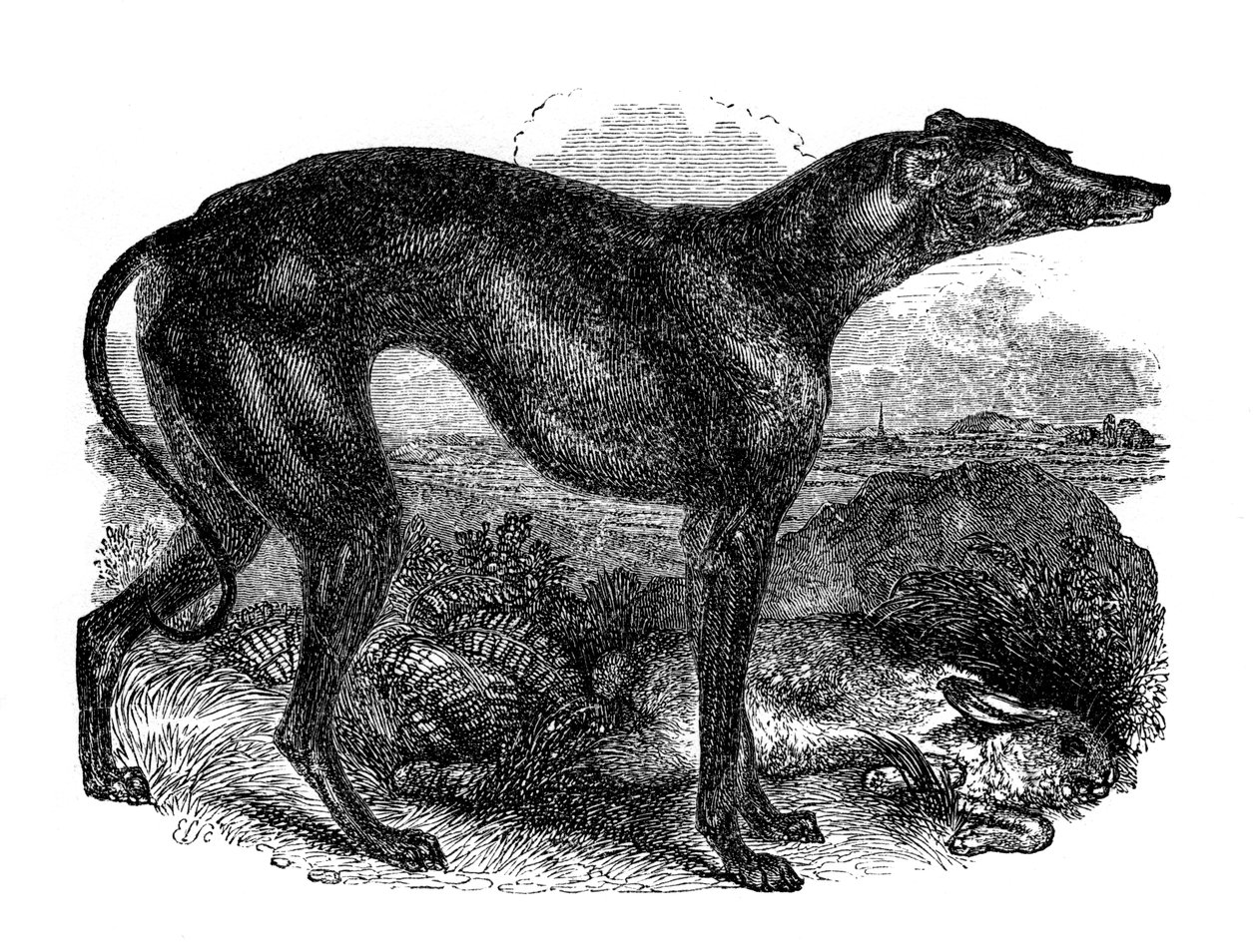 Windhond, 1848 door Unbekannt
