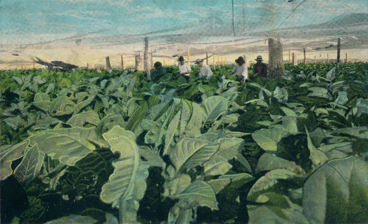 Tabak verbouwen, Cuba, 1909 door Unbekannt
