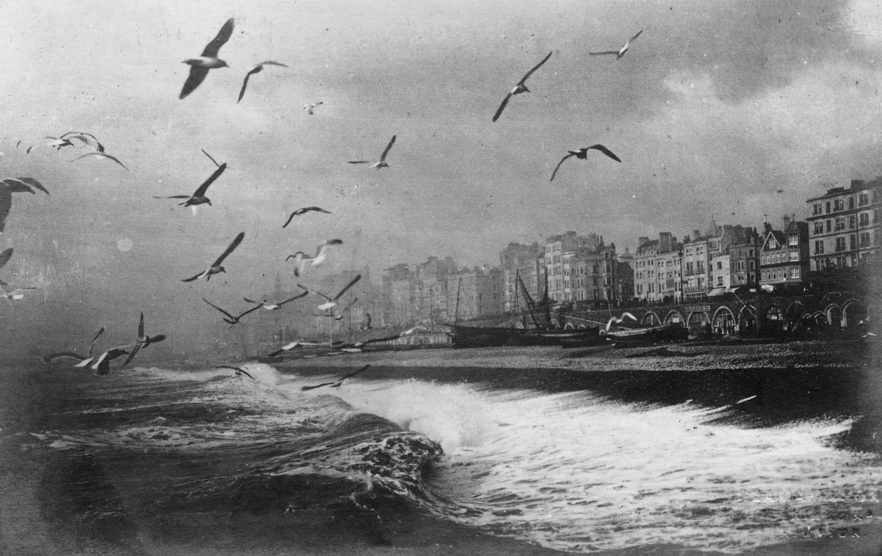 Meeuwen in Brighton, East Sussex, begin 20e eeuw door Unbekannt