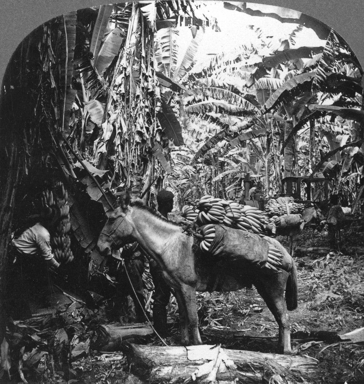 Bananen oogsten, Costa Rica, 1909 door Unbekannt