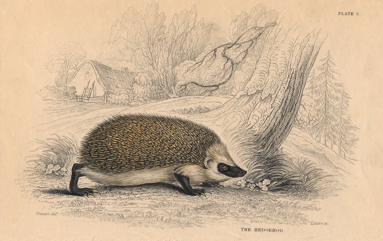 Egel Erinaceus europaeus door Unbekannt