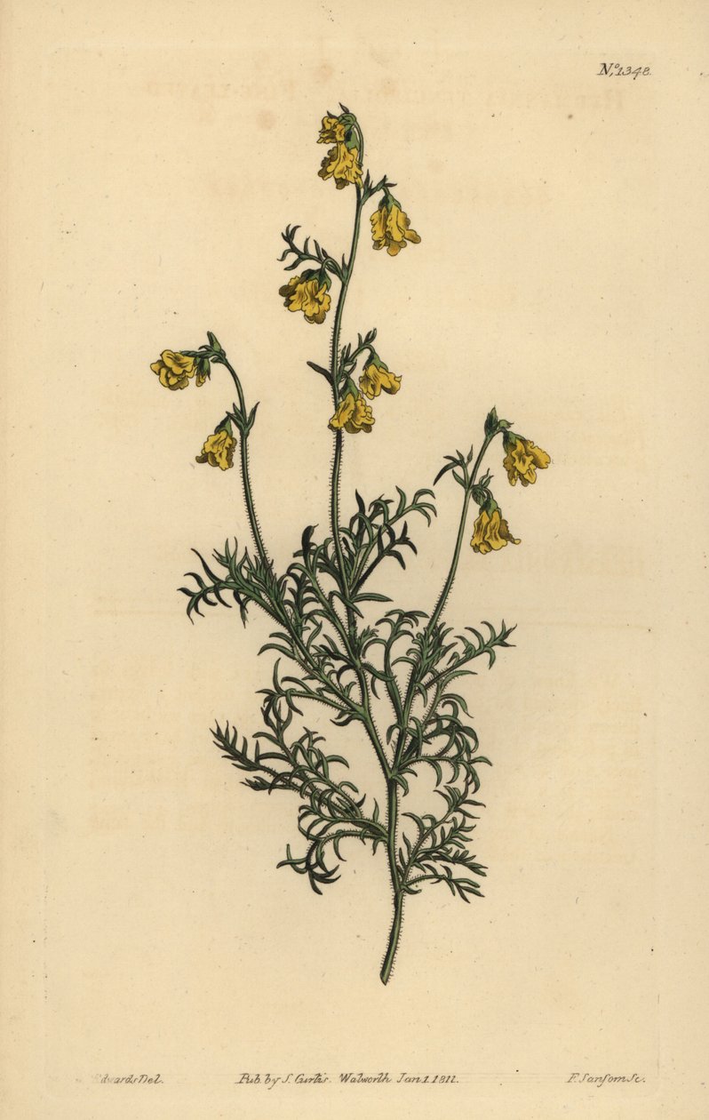 Hermannia confusa (Fijnbladige hermannia, Hermannia tenuifolia) door Unbekannt