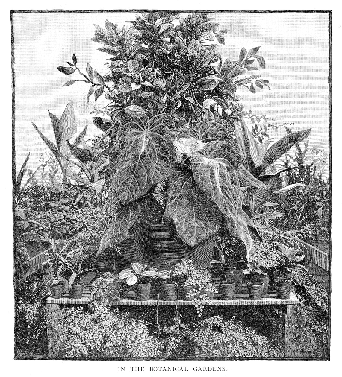 In de botanische tuinen, 1886 door Unbekannt