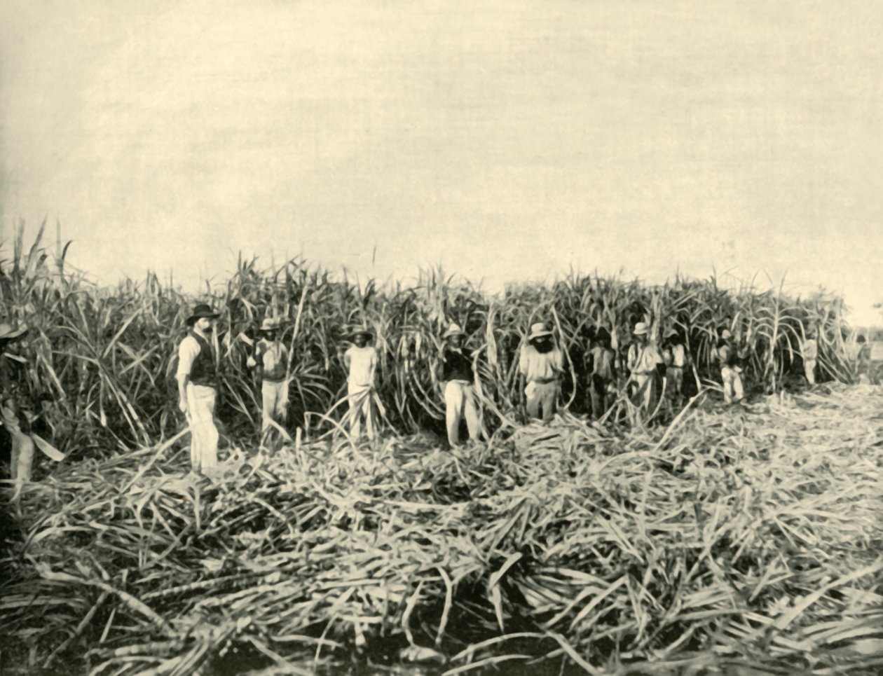 Op een Suikerplantage in Queensland, 1901 door Unbekannt