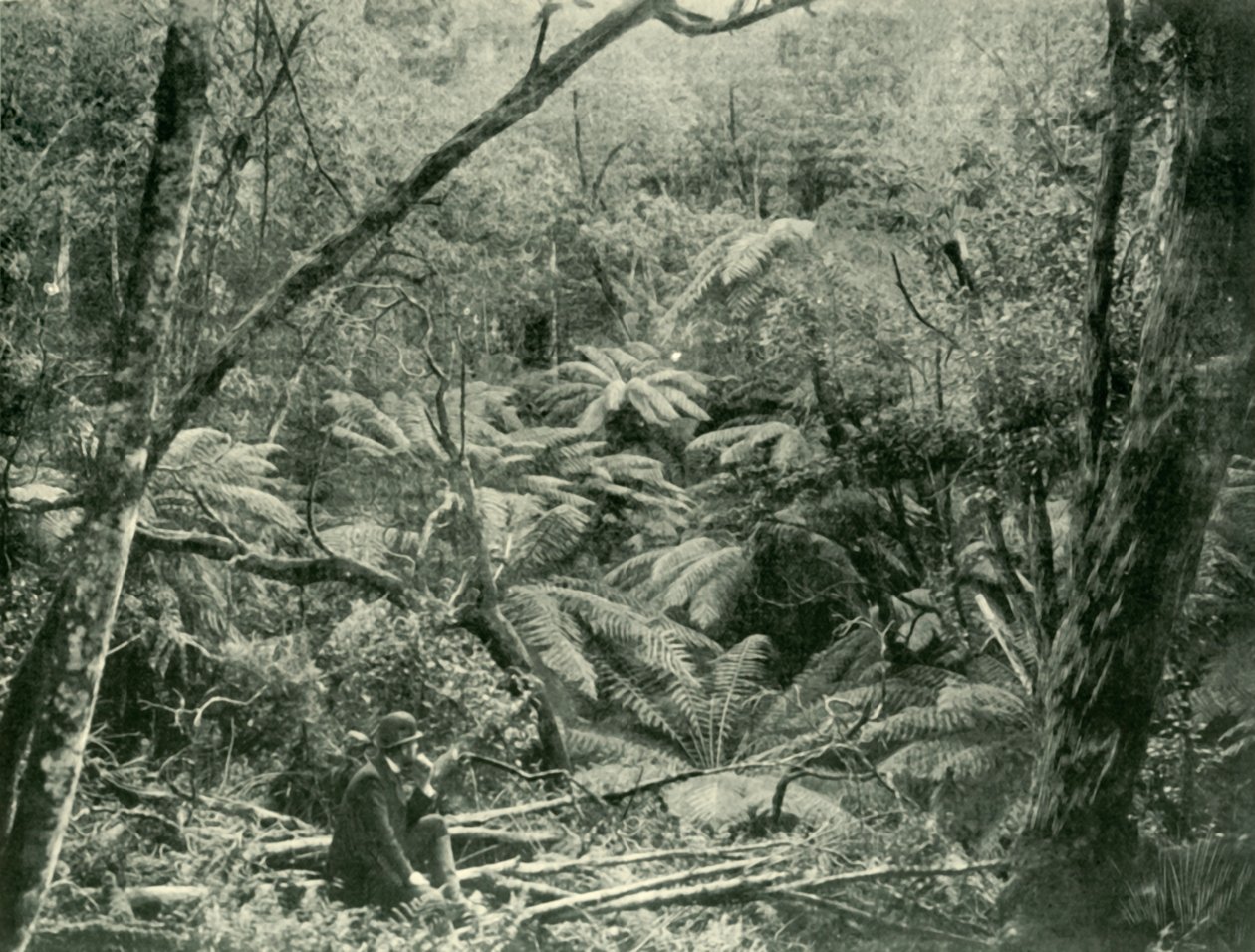 In de Dandenong Ranges door Unbekannt