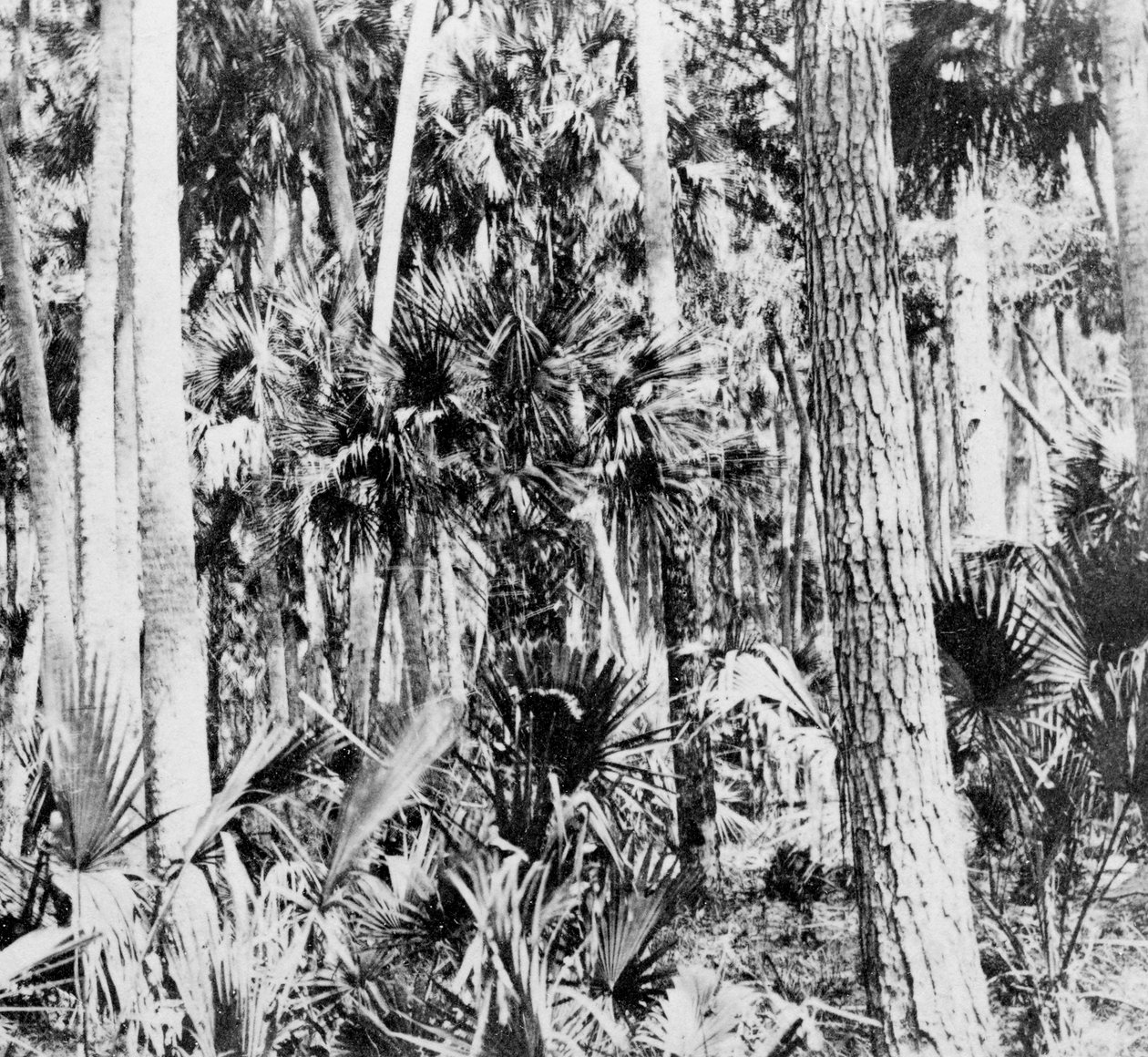 In de jungle, India, ca. 1900s door Unbekannt
