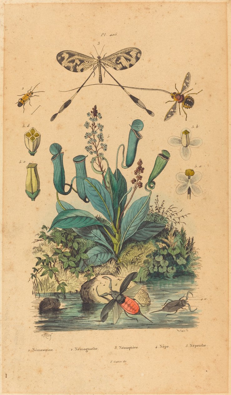 Insecten en bloemen door Unbekannt