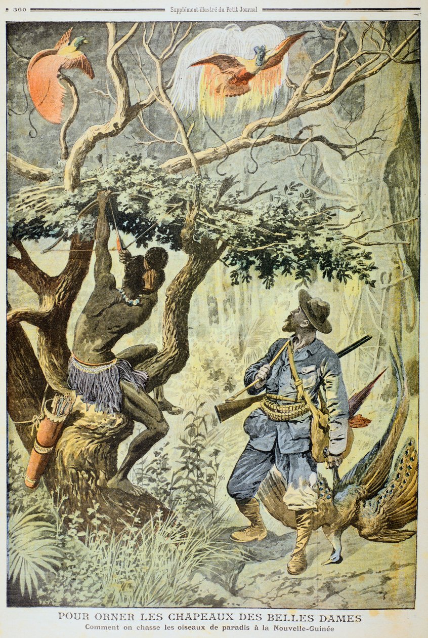 Vogels van het Paradijs Doden, Nieuw-Guinea, 1908 door Unbekannt