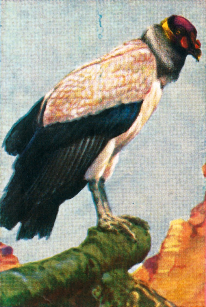 Koningsgier, ca. 1928 door Unbekannt