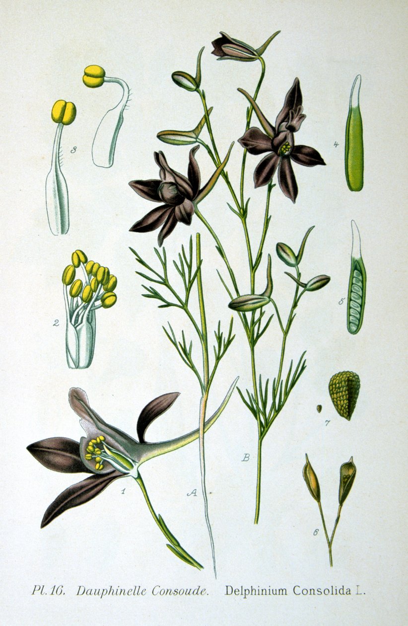 Ridderspoor, 1893 door Unbekannt