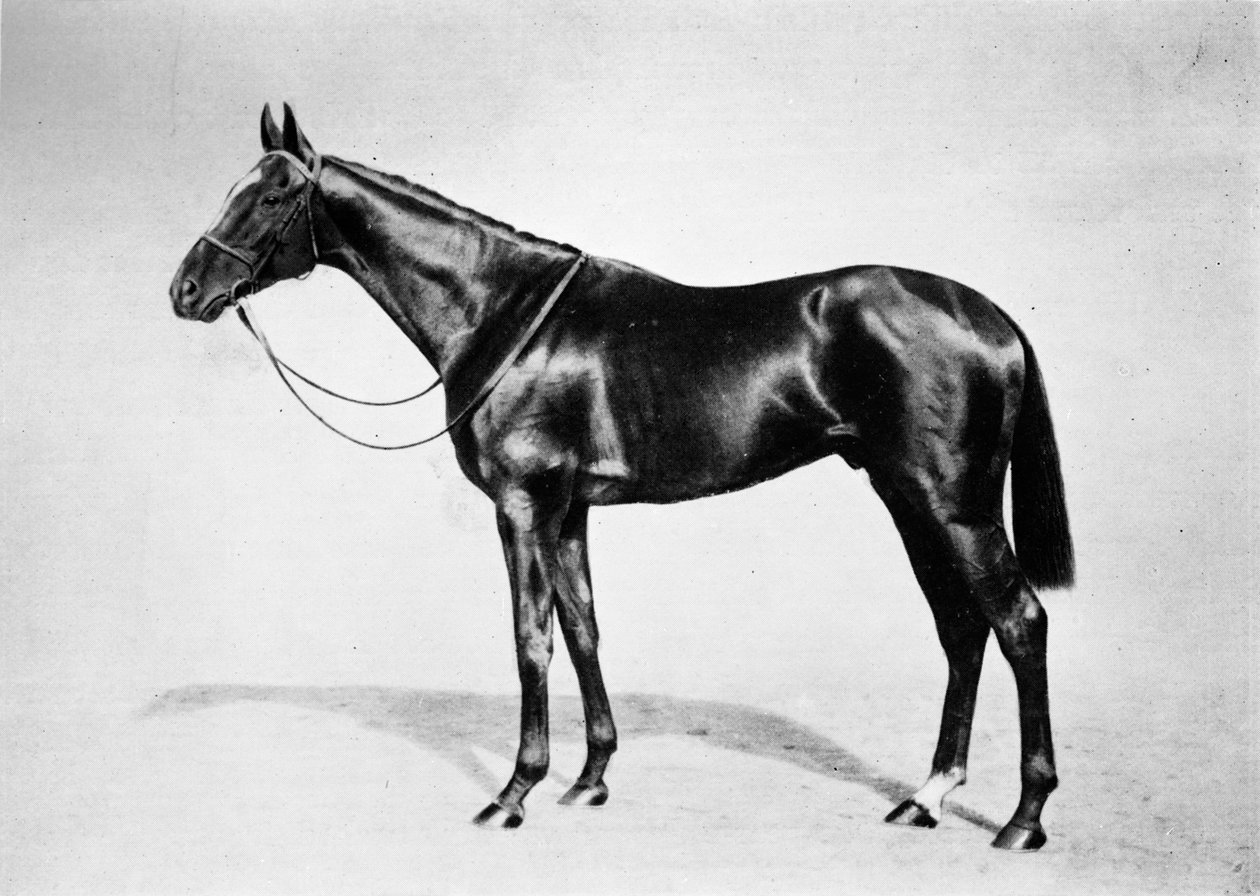 Lemberg, 1911 door Unbekannt