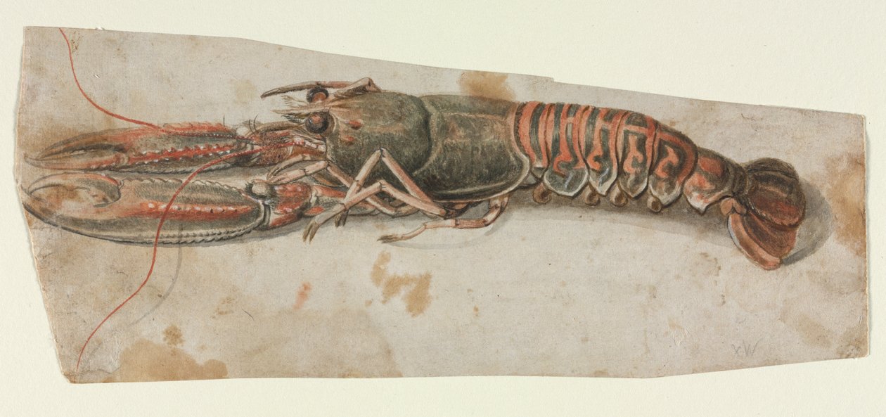 Kreeft, 1600s door Unbekannt