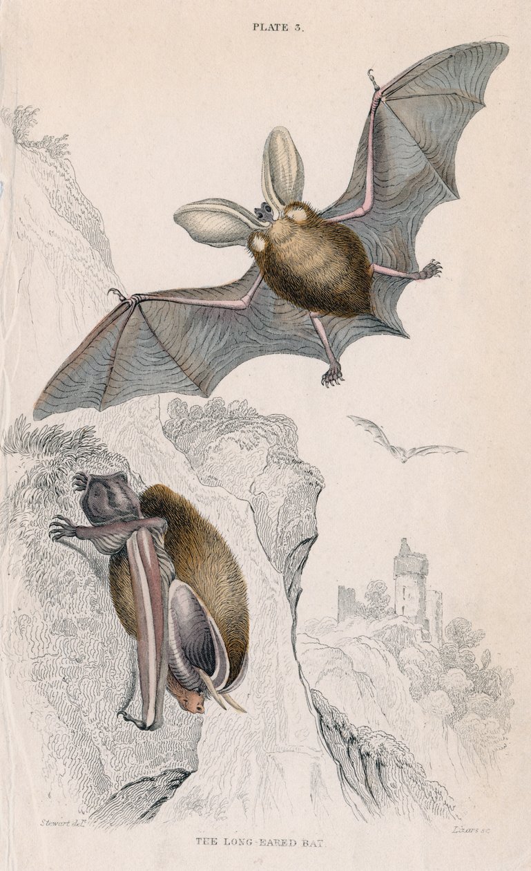 Langoorvleermuis Plectorus auritus, 1828 door Unbekannt