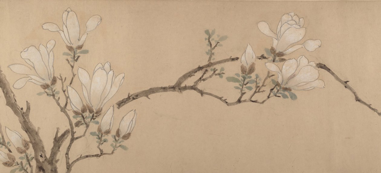 Magnolia door Unbekannt