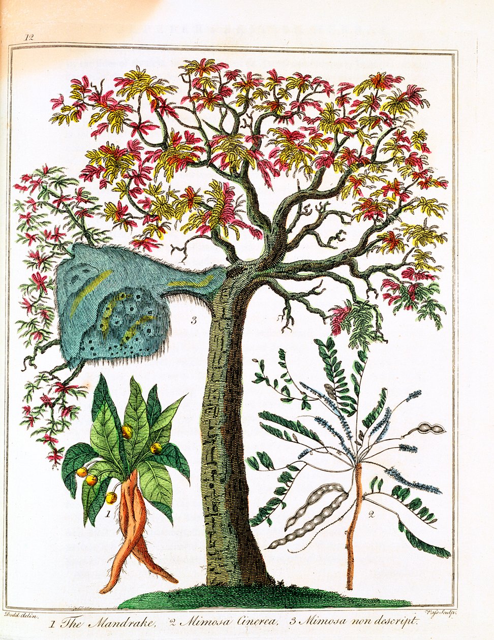 Mandragora, gevoelige plant en acacia, ca. 1795 door Unbekannt