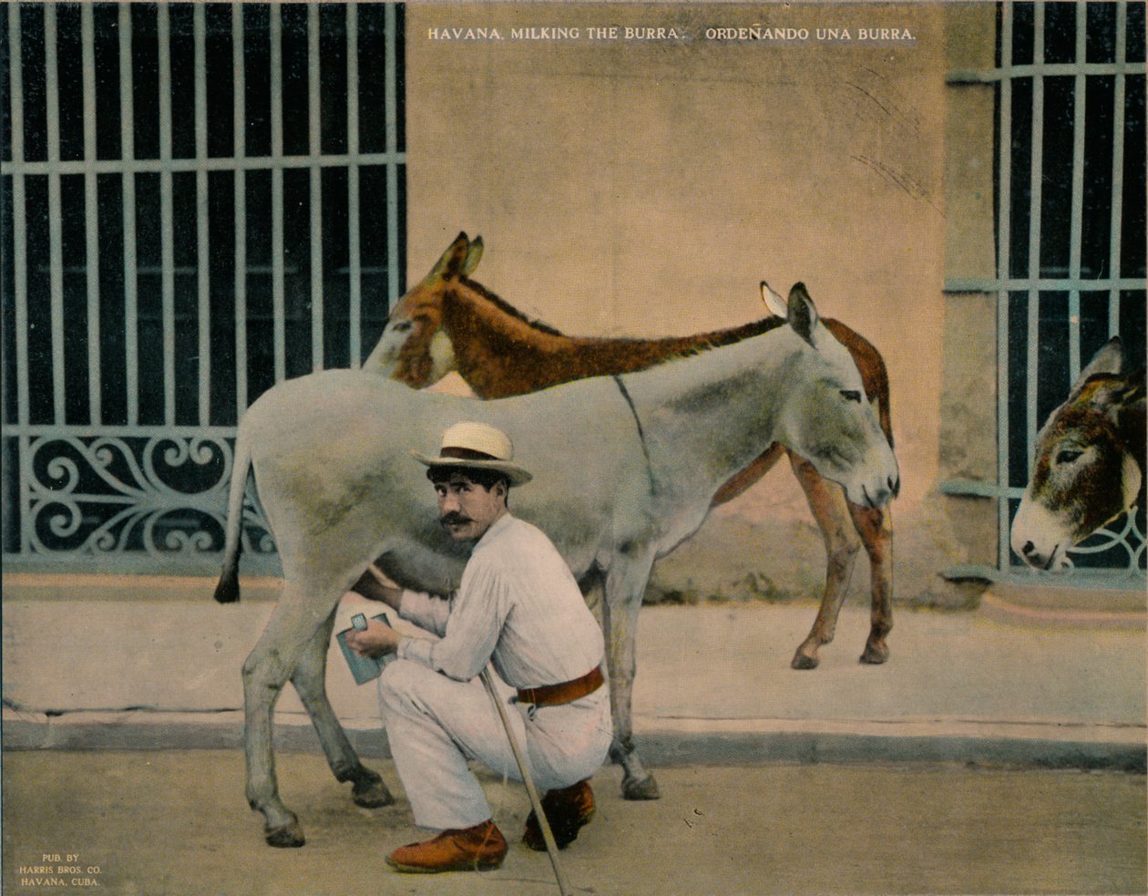 Ezels melken, Havana, Cuba, c1920 door Unbekannt