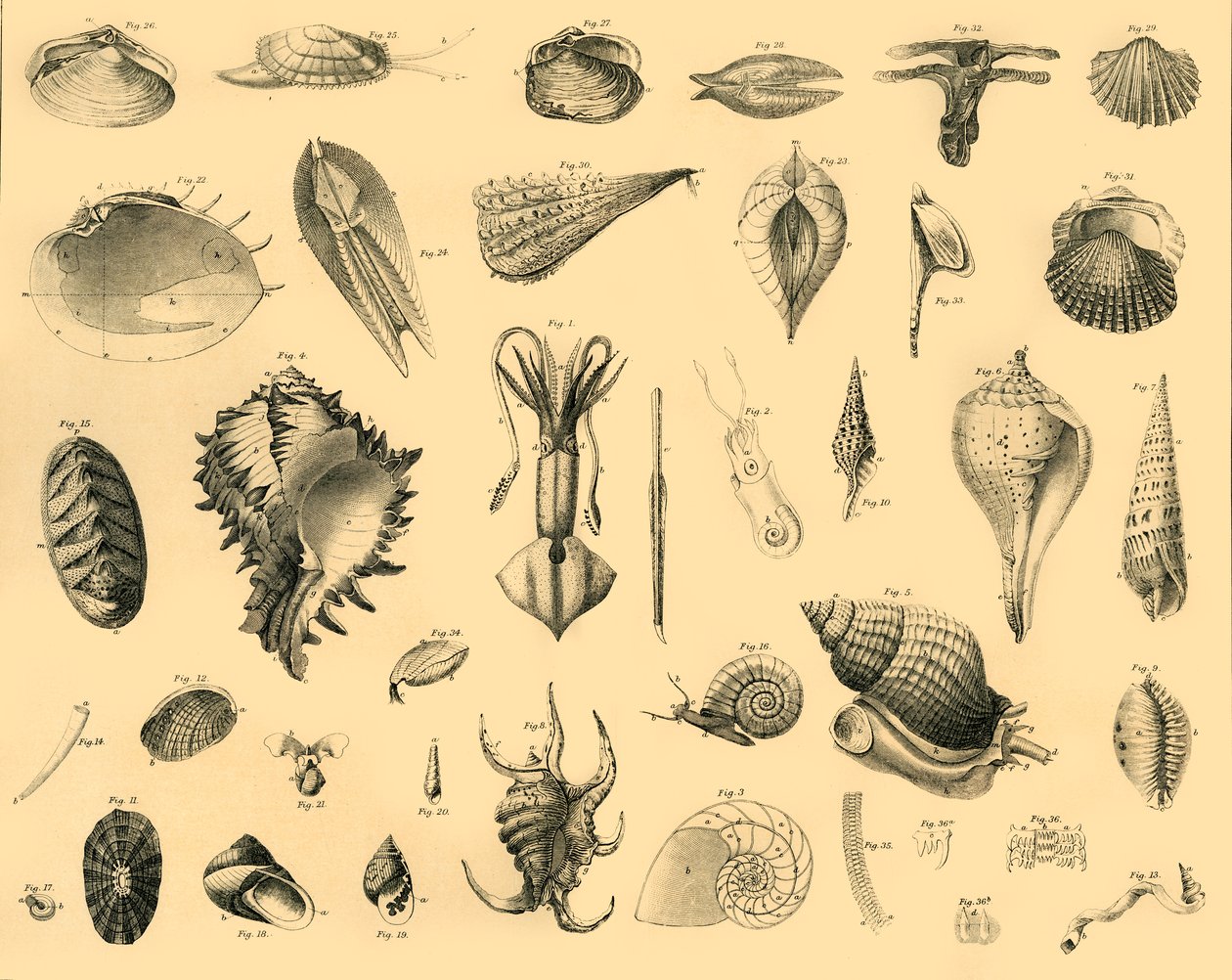 Mollusca, ca. 1910 door Unbekannt