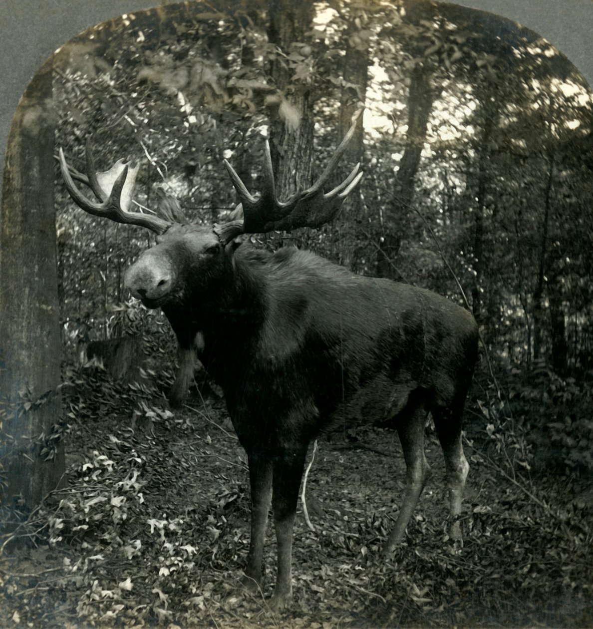 Heerser van Alles Wat Ik Overzie, 1899 door Unbekannt