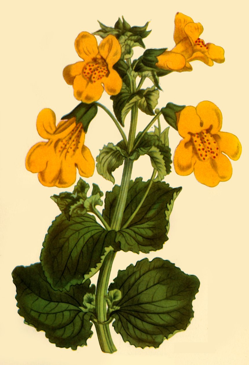 Apenbloem, 1812, 1944 door Unbekannt