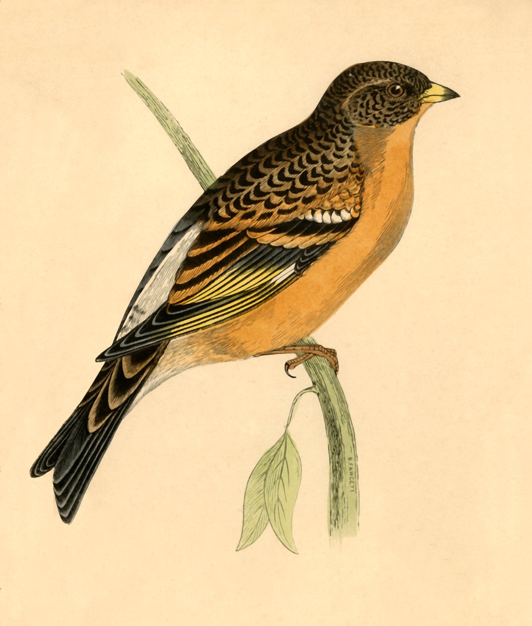 Bergvink door Unbekannt