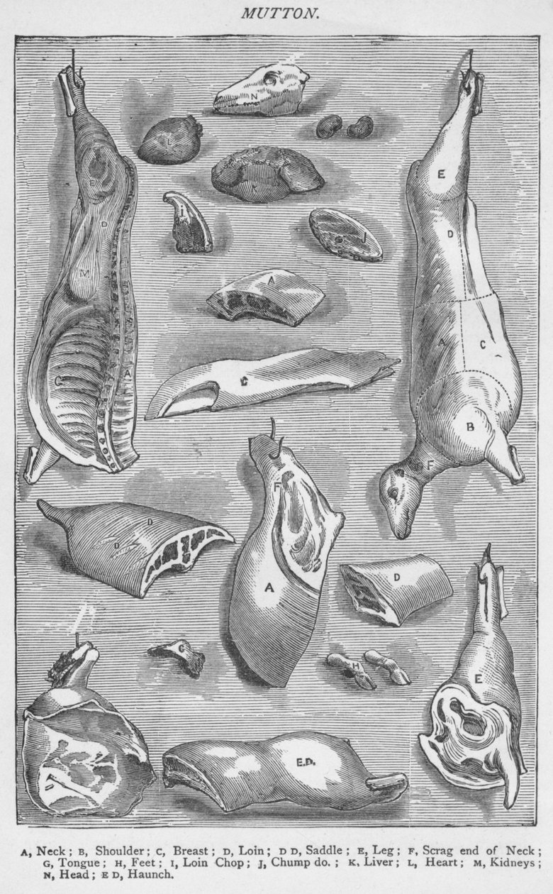 Schaap, 1907 door Unbekannt