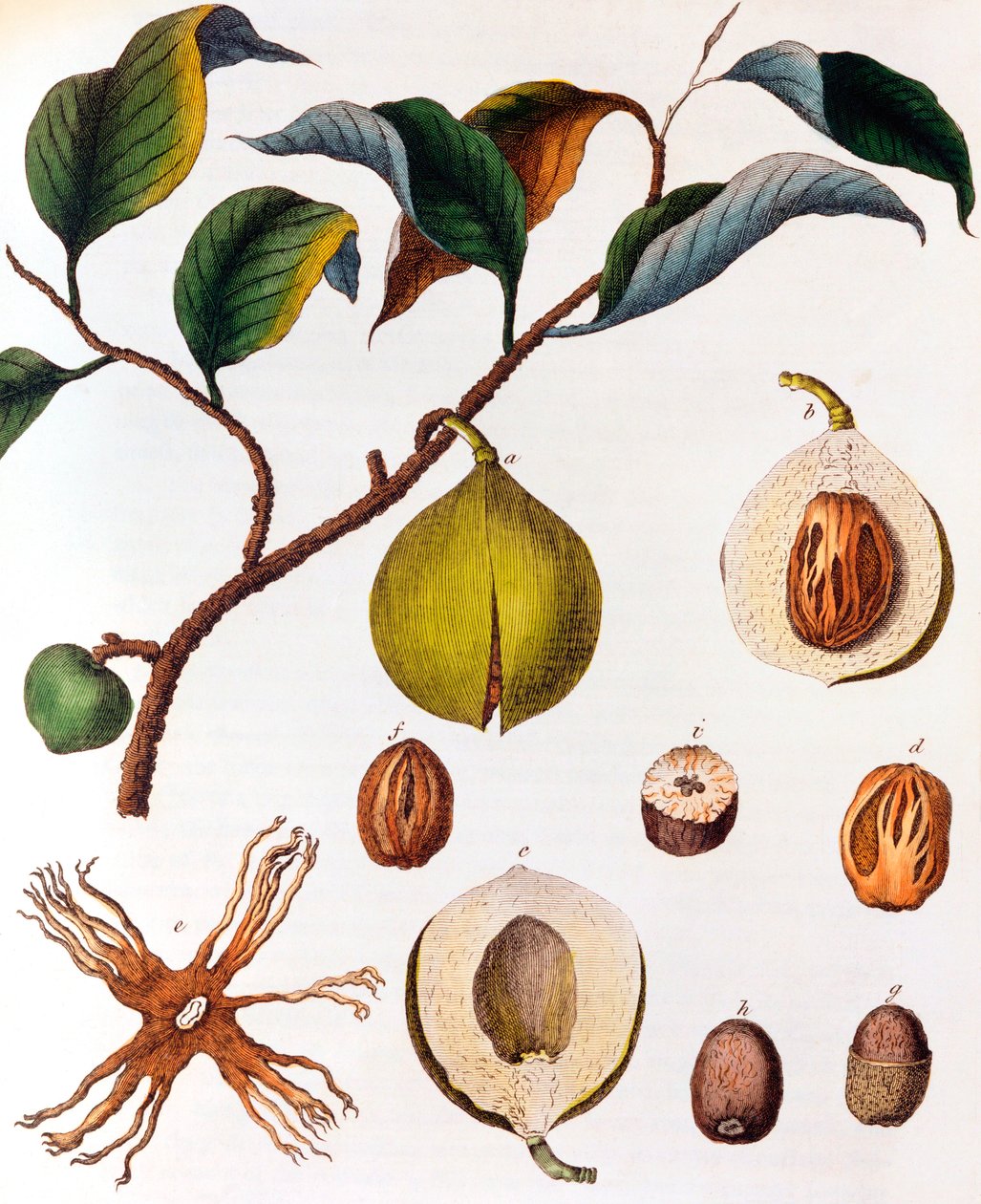 Myrsitica fragrans - nootmuskaat, ca. 1798 door Unbekannt