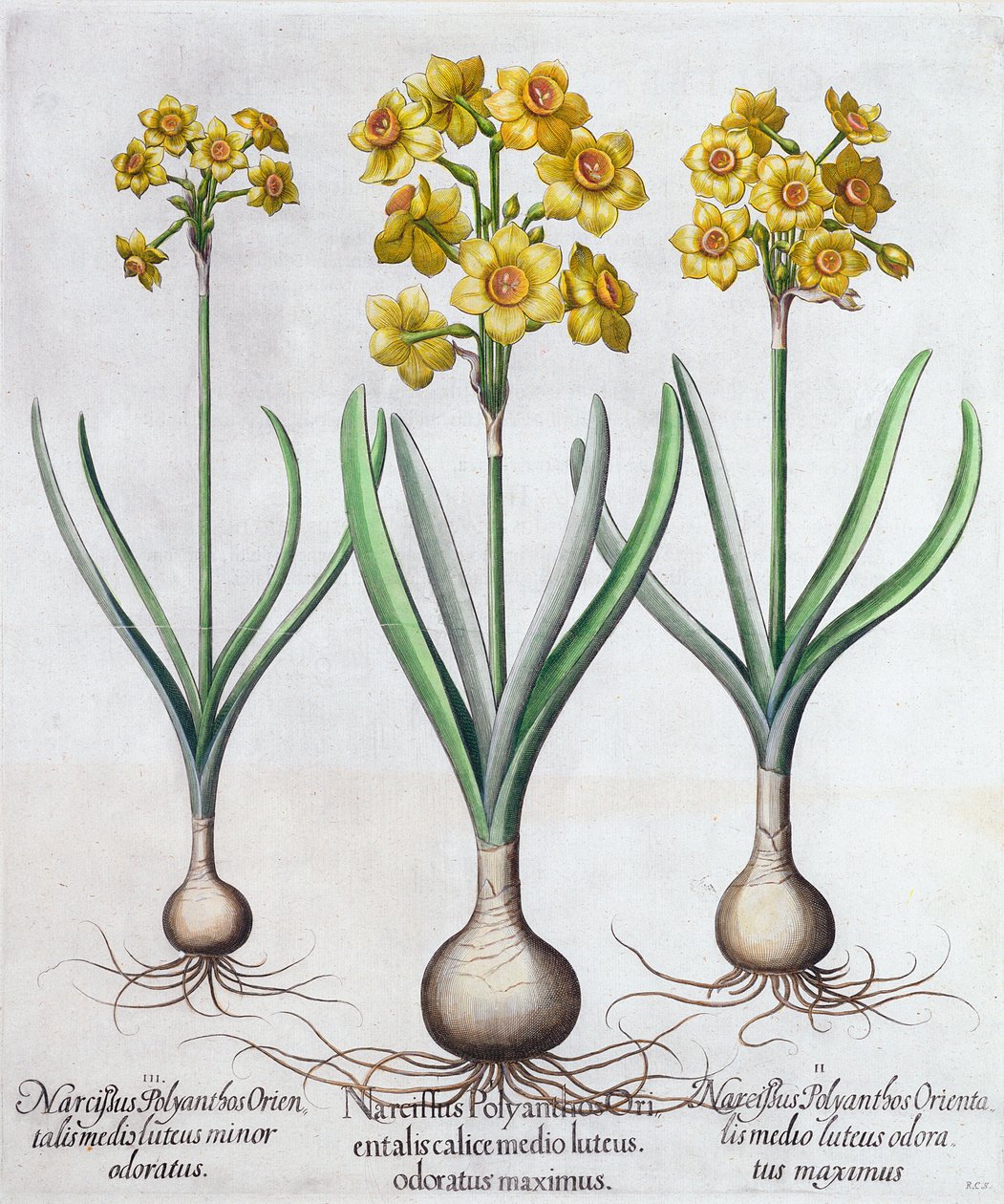 Narcissen, 1613 door Unbekannt