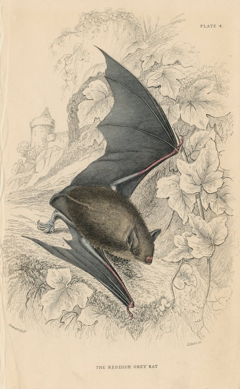 Natterers vleermuis Myotis nattereri, 1828 door Unbekannt