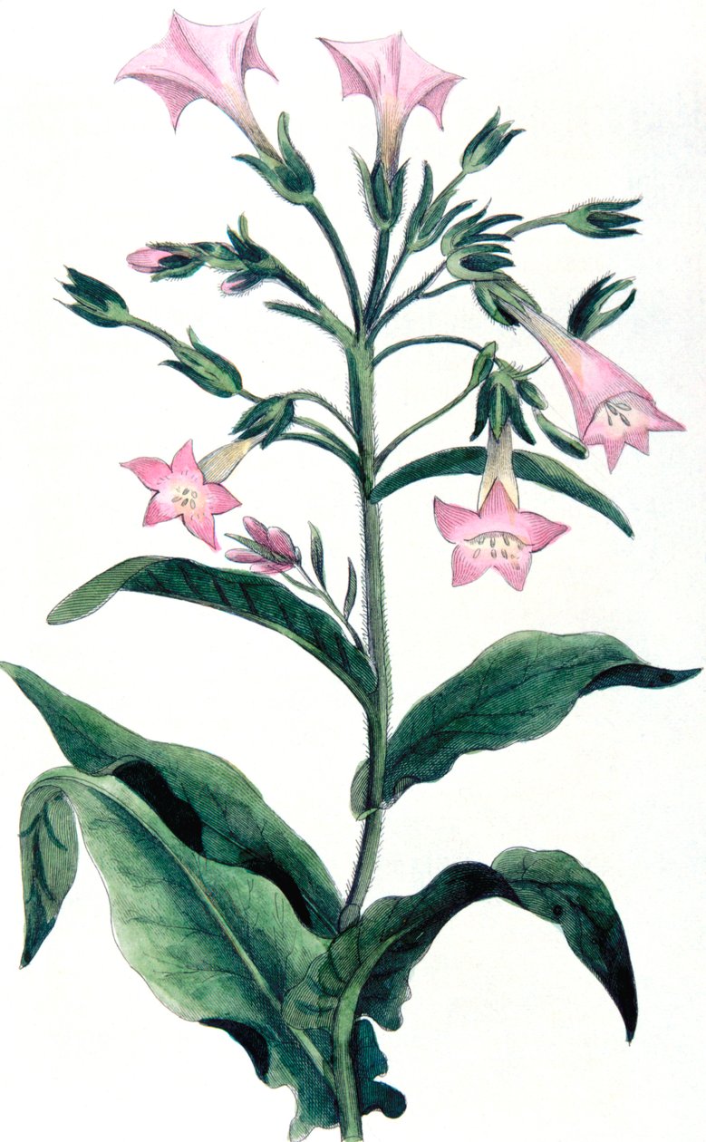 Nicotiana tabacum - tabaksplant, 1823 door Unbekannt