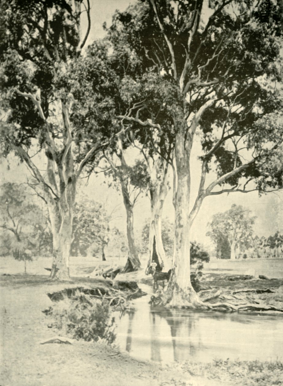 Oude Gums, Mt. Crawford, Zuid-Australië, 1901 door Unbekannt