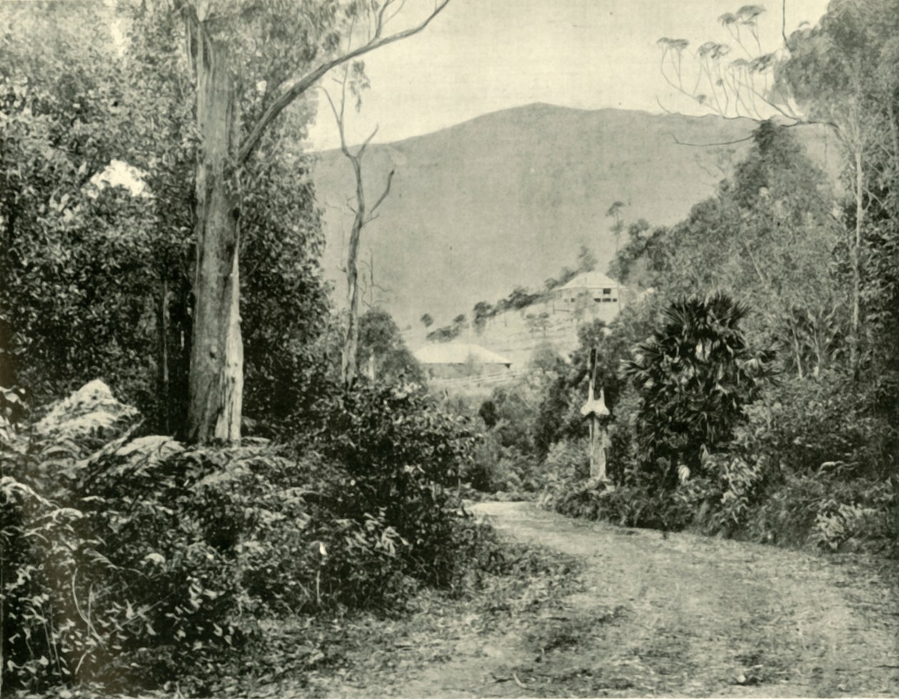 Op de Illawarra Road, N.S.W. door Unbekannt